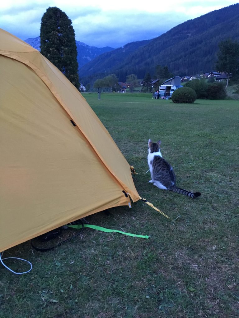 Campsite kitty guarding our tent