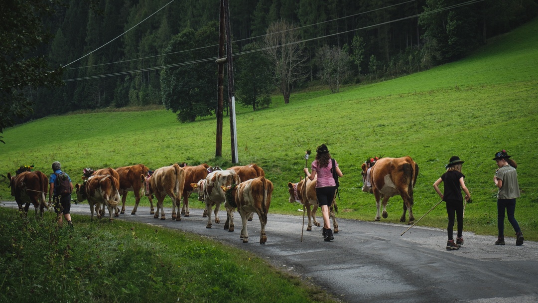 Young local girls assisting with Almabtrieb, wearing traditional hats