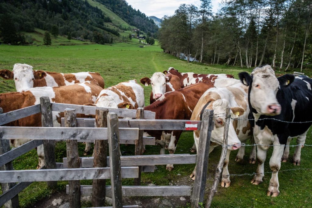 Cows blocking the path on a hiking trail near Kaprun