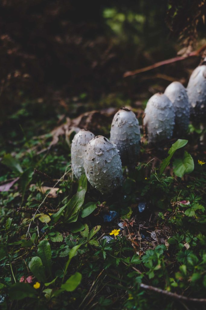 Tall stubby mushrooms in the forests surrounding Krimml