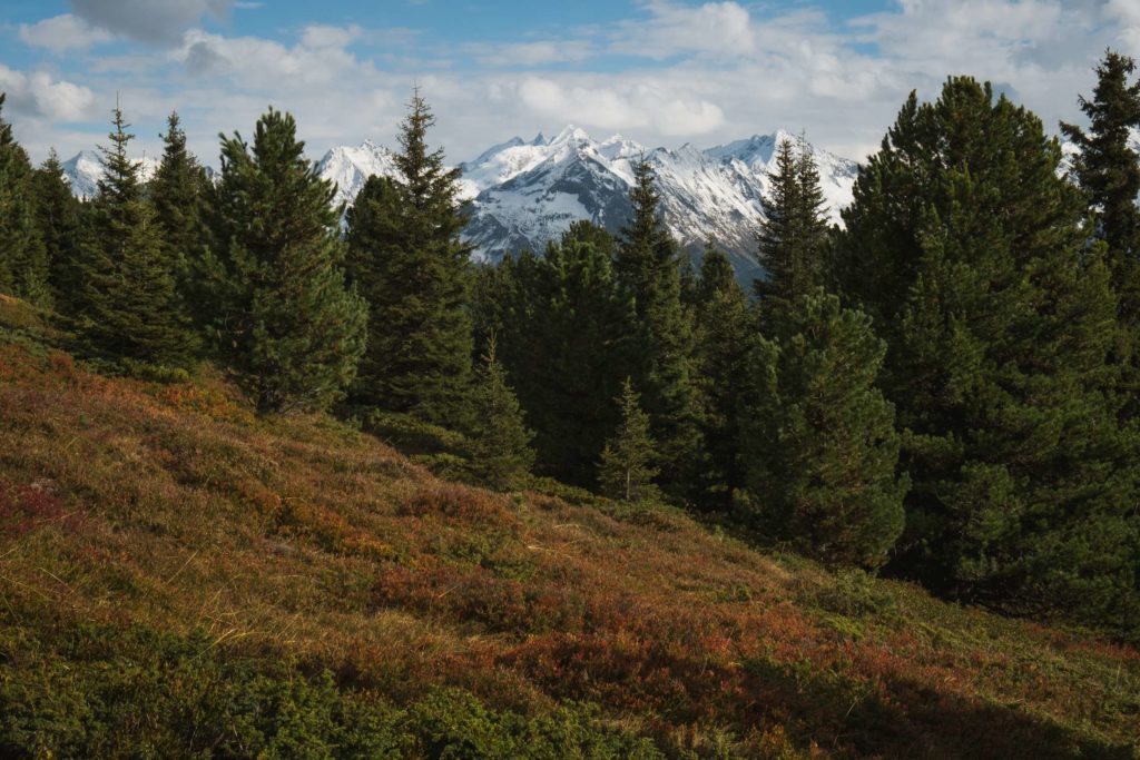 Snow capped mountains framed with pine trees