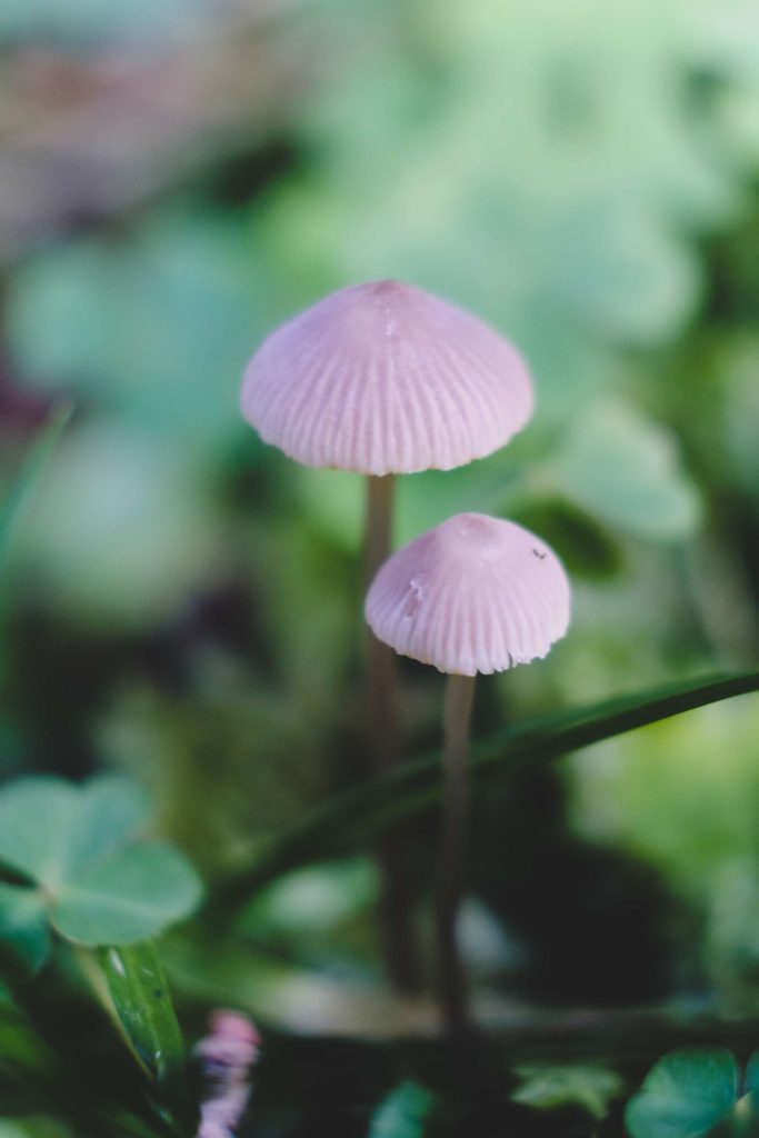 Tiny thin mushrooms in the forests surrounding Krimml