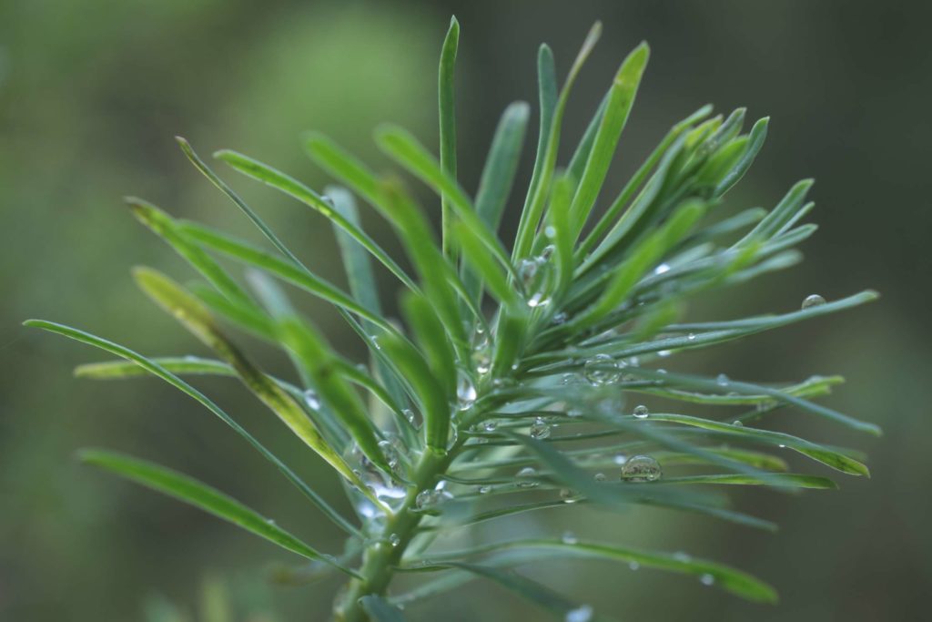A close up shot of water droplets on a fir tree branch