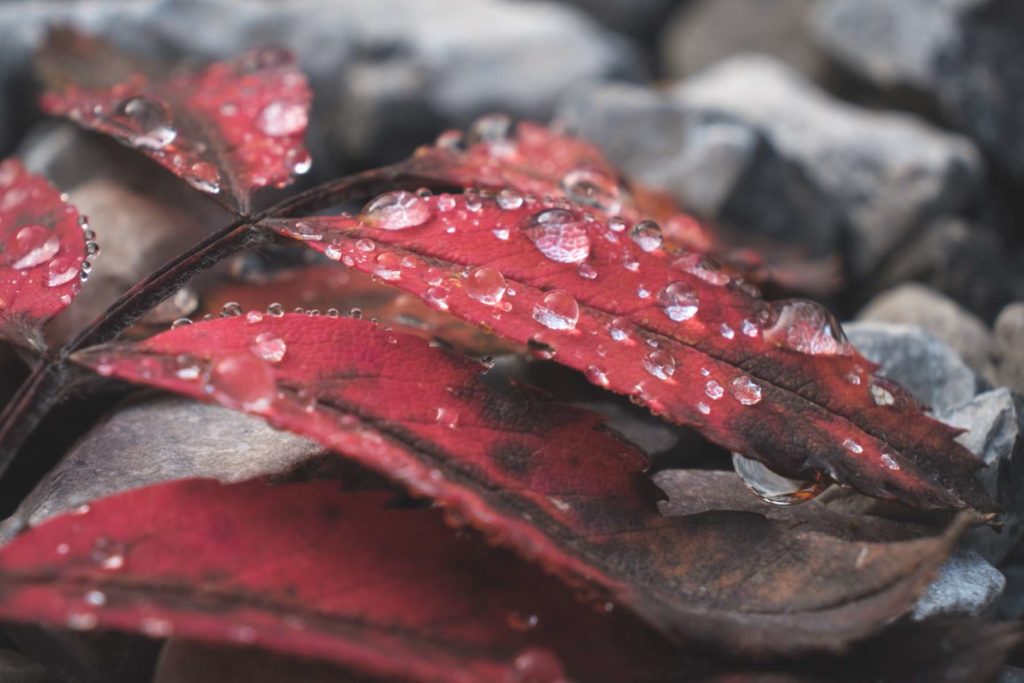 A close up shot of water droplets on a red decaying leaf
