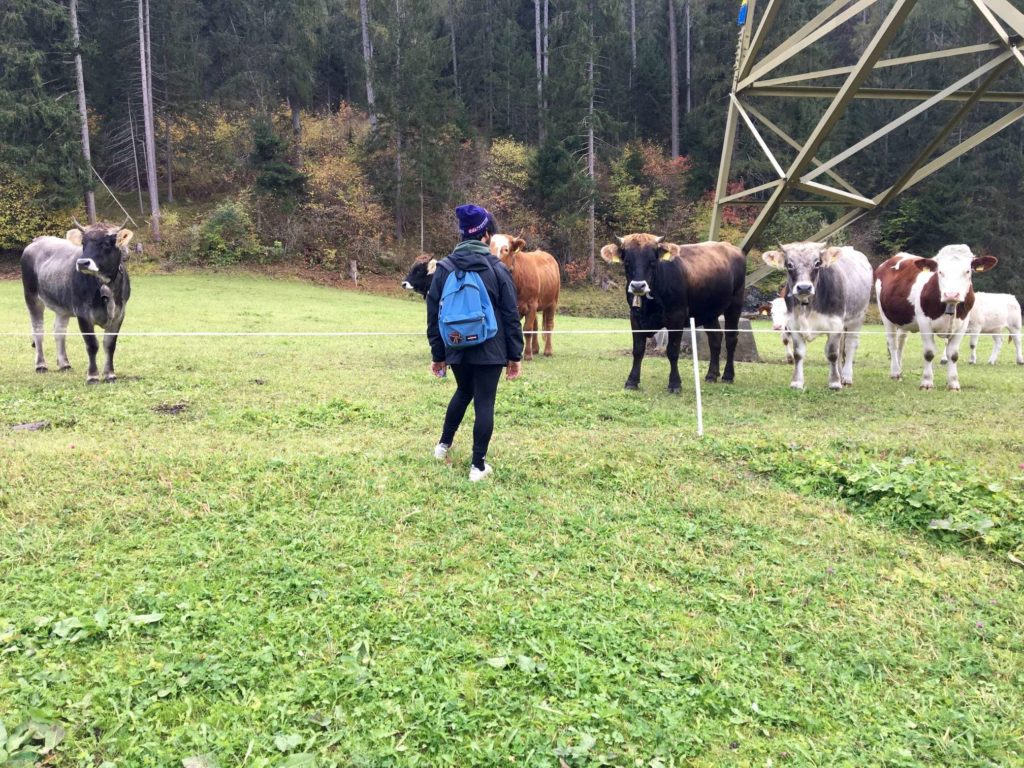 Aydin looking at some cows in a field