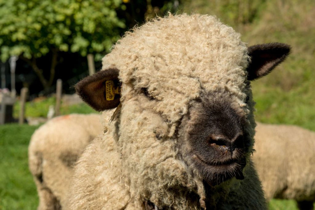 A cute fluffy sheep in Interlaken