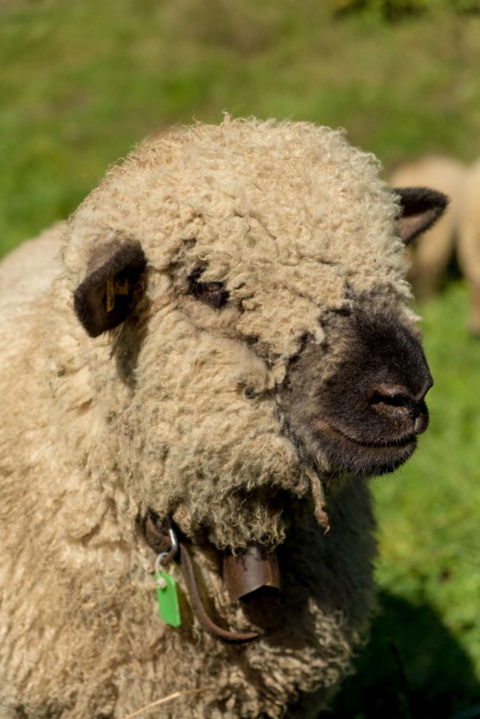 A cute fluffy sheep in Interlaken