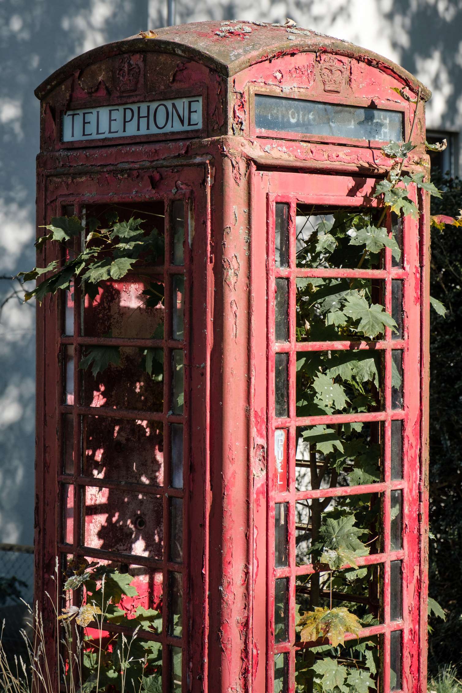 A decrepit old red British telephone box overgrown with plants