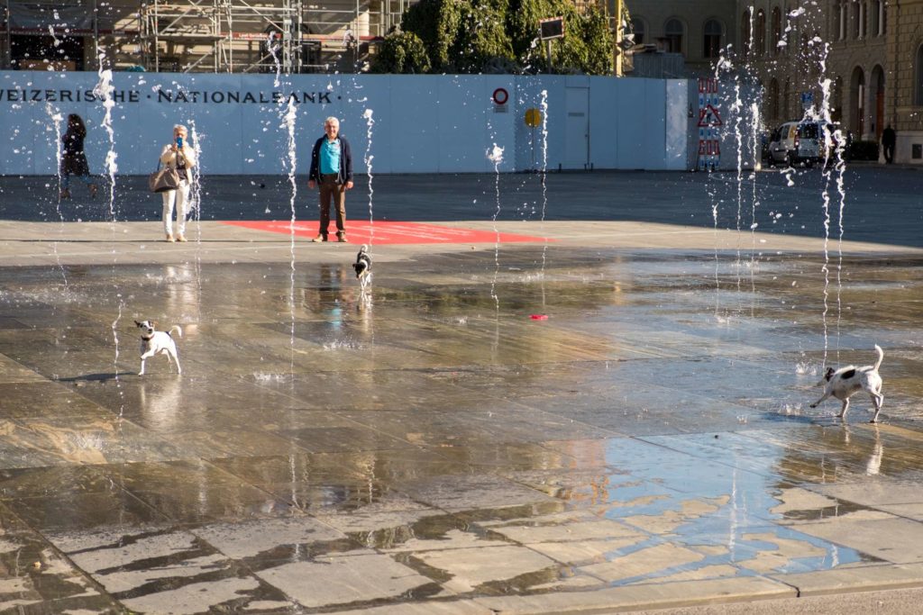 Dog playing in the water fountains