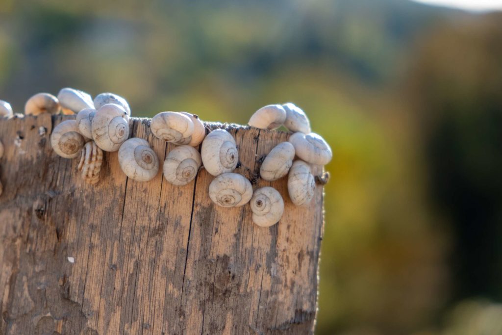 Lots of snails on the top of a wooden post