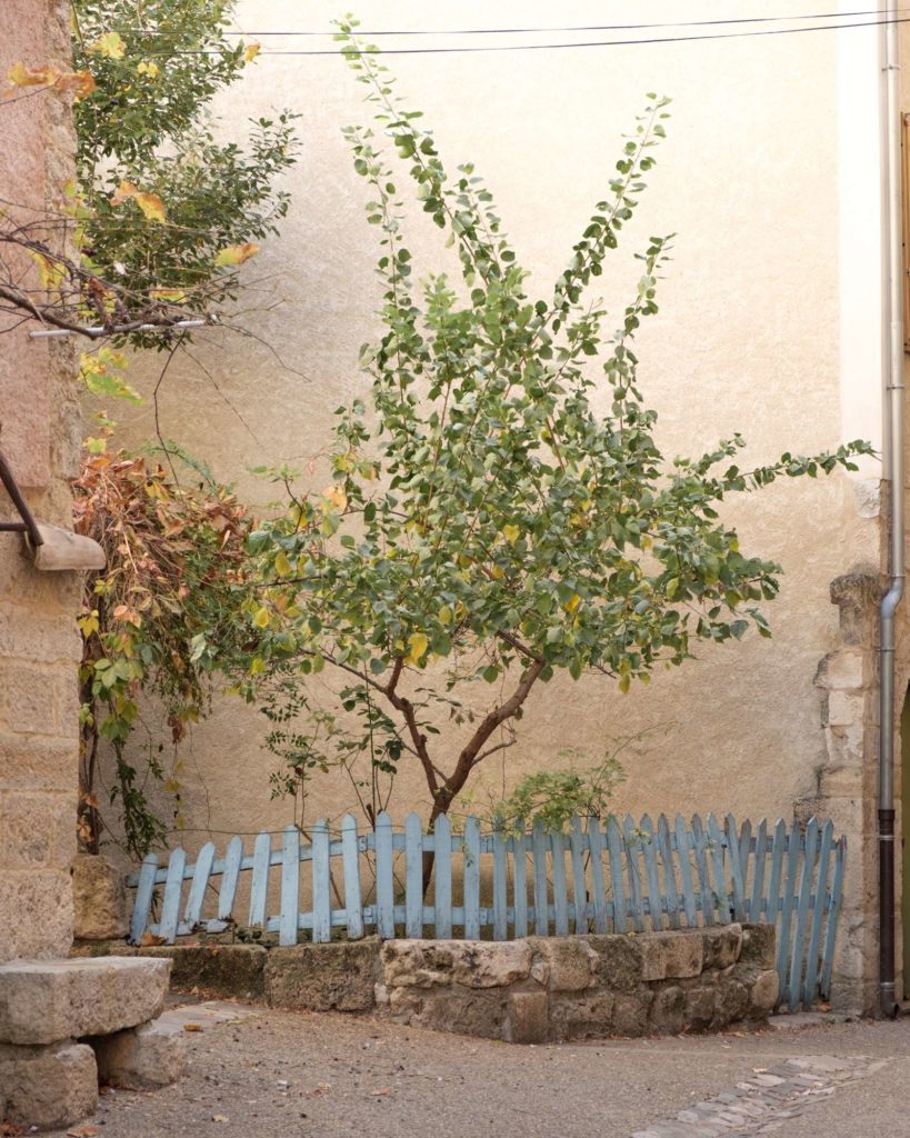 A little tree surrounded bu a cute light blue wooden fence