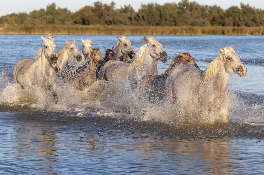 Camargue horses in water