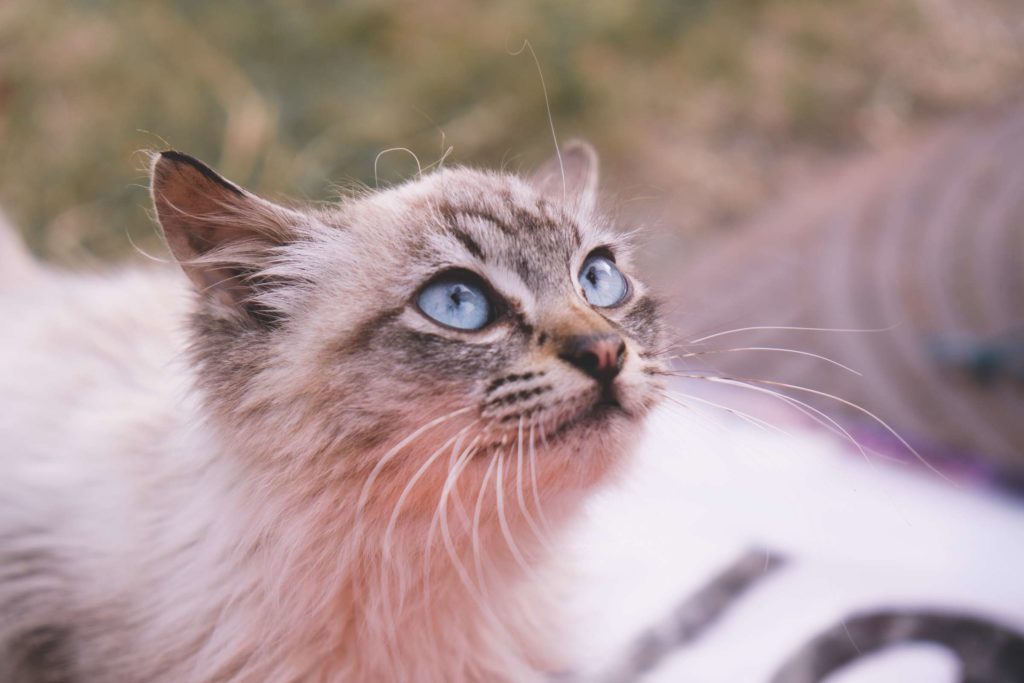 Espot petrol station kitty closeup