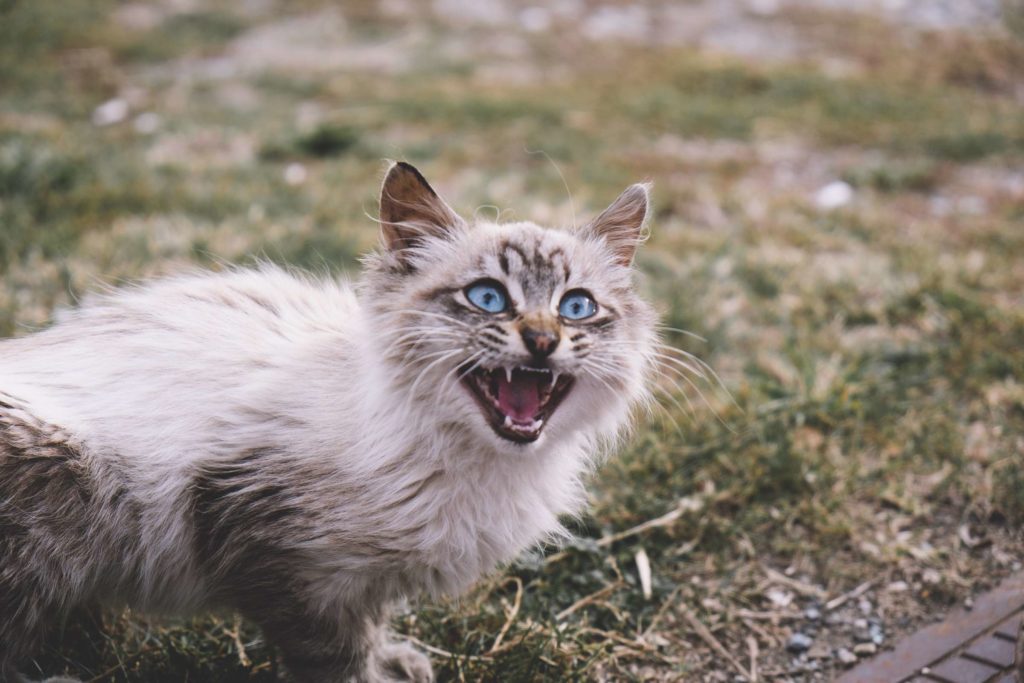 Espot petrol station kitty meowing