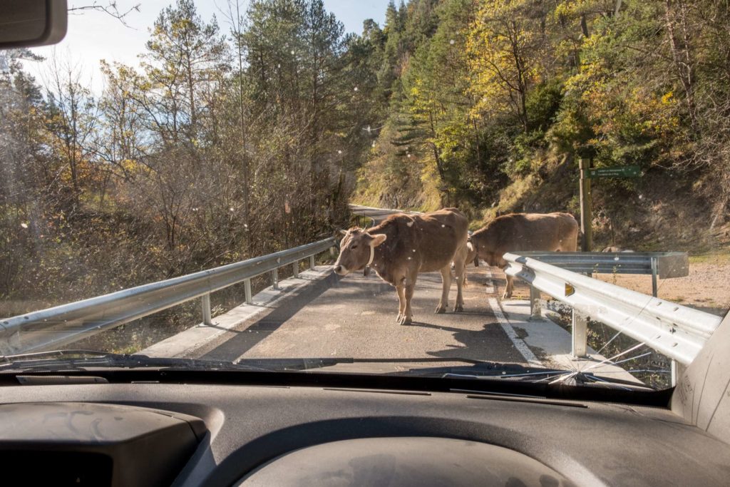 Cow blocking the road on the way to Ripoll, Catalonia