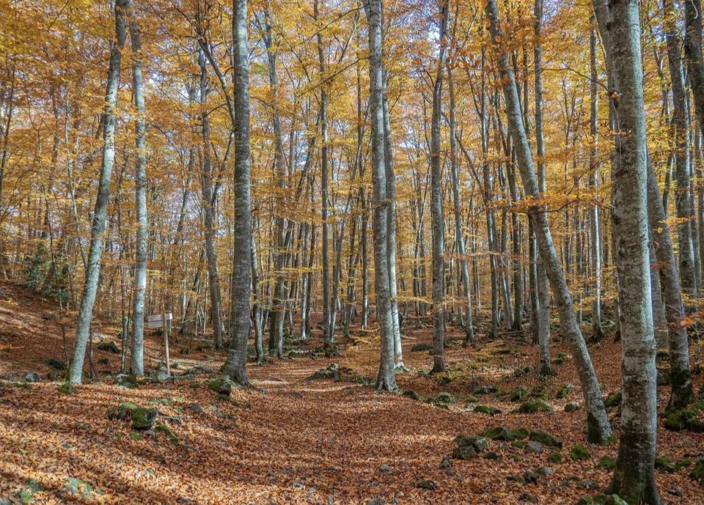 la Fageda d'en Jordà, famous forest in Catalonia