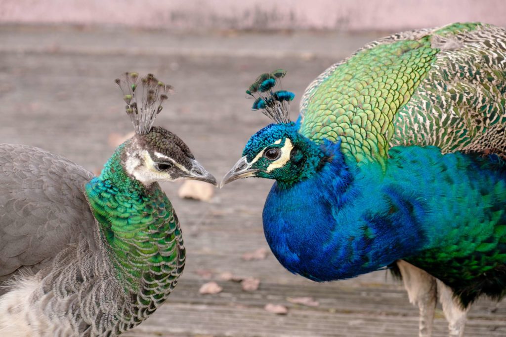 Peacocks kissing in Jardins do Palacio