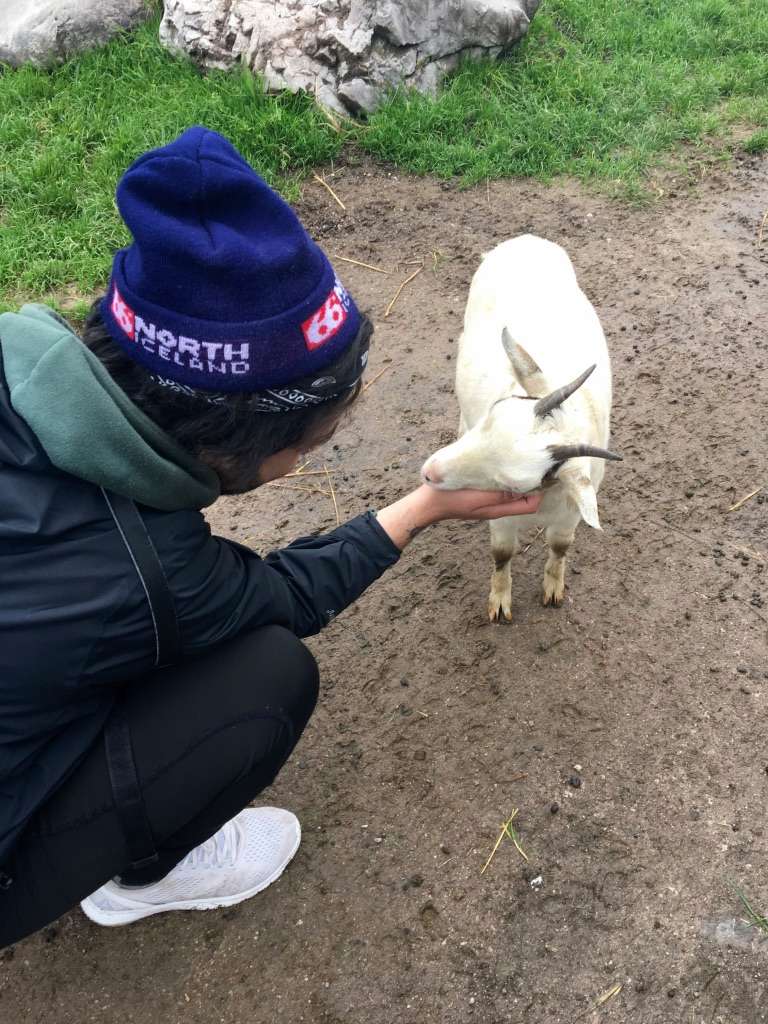 Aydin petting goat at Wolfgangsee petting zoo