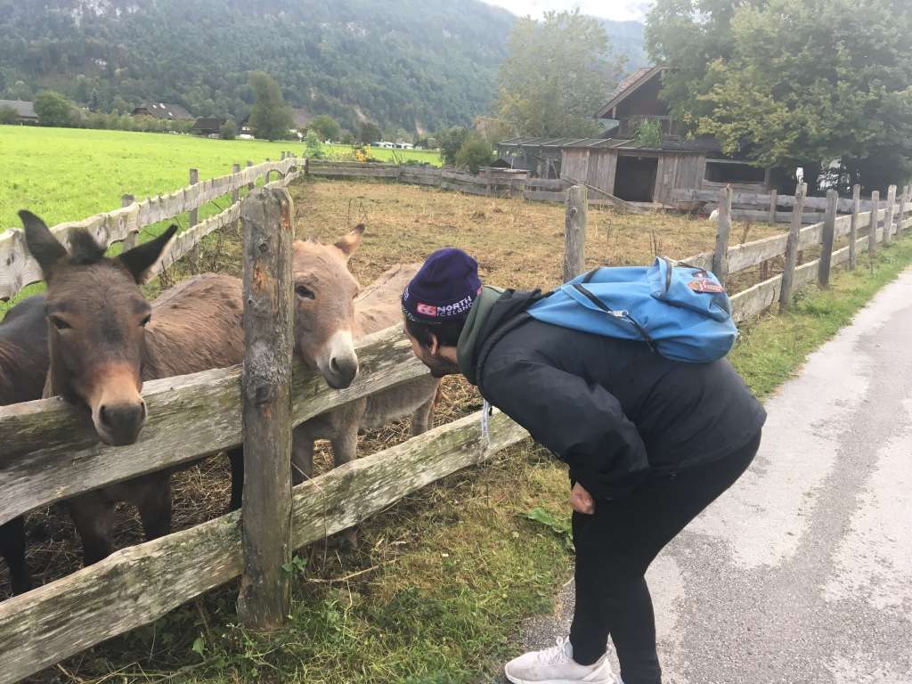 Aydin petting mini ponies at Wolfgangsee petting zoo