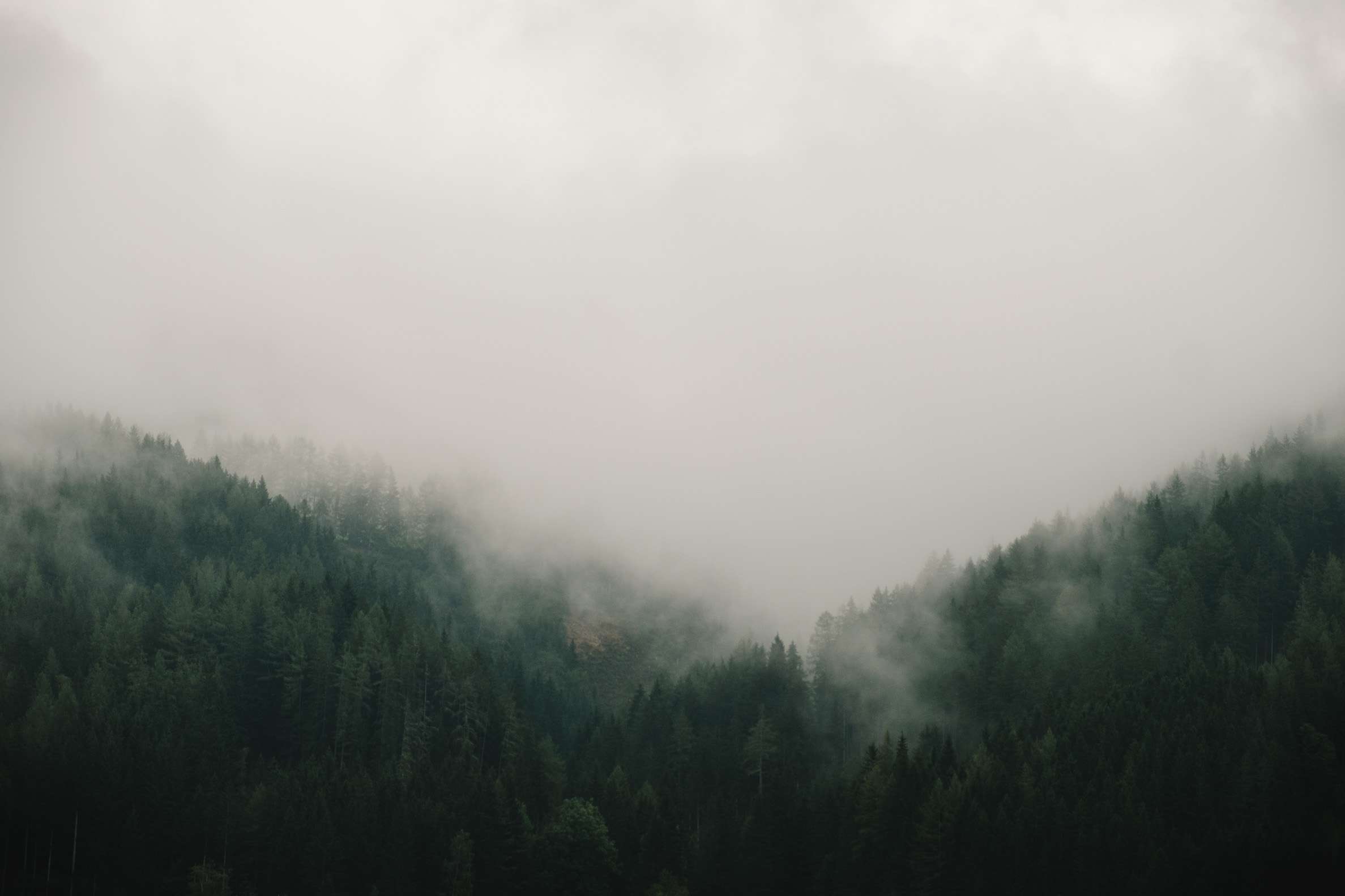 A moody, foggy forest behind Pichl-Großdorf