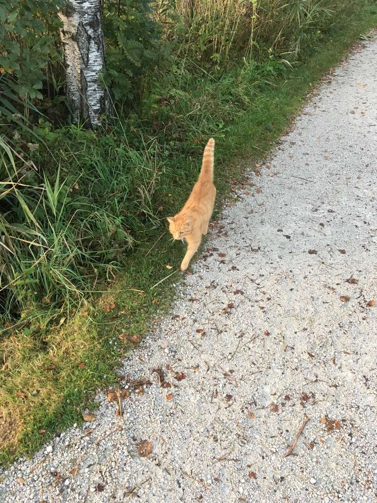 Cute ginger kitty that shows us to secret beach on Wolfgangsee