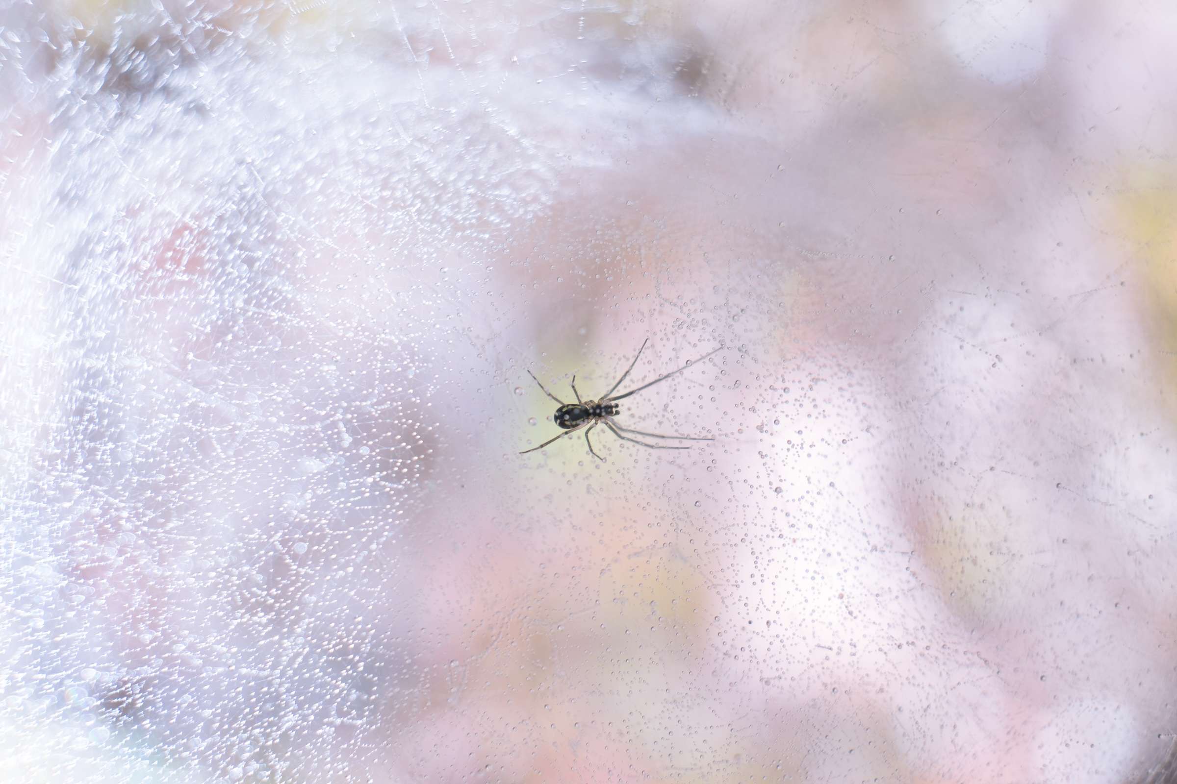 A spider in a frozen cobweb that is only just defrosting due to the sun.