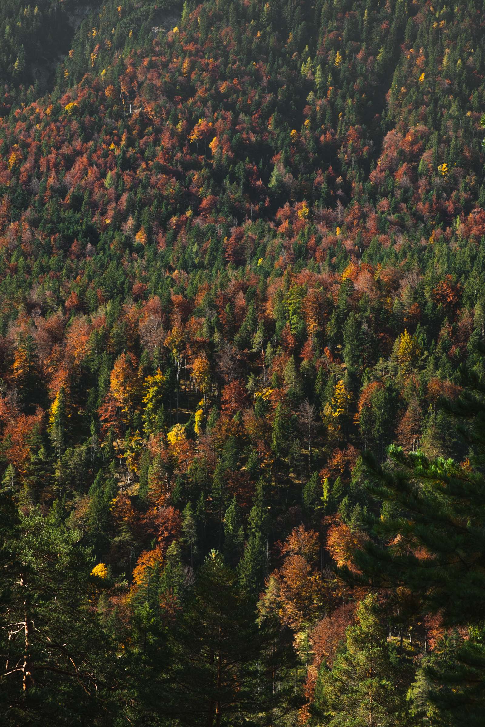 Yellow, red, orange and green trees. Flowing forests of colour.