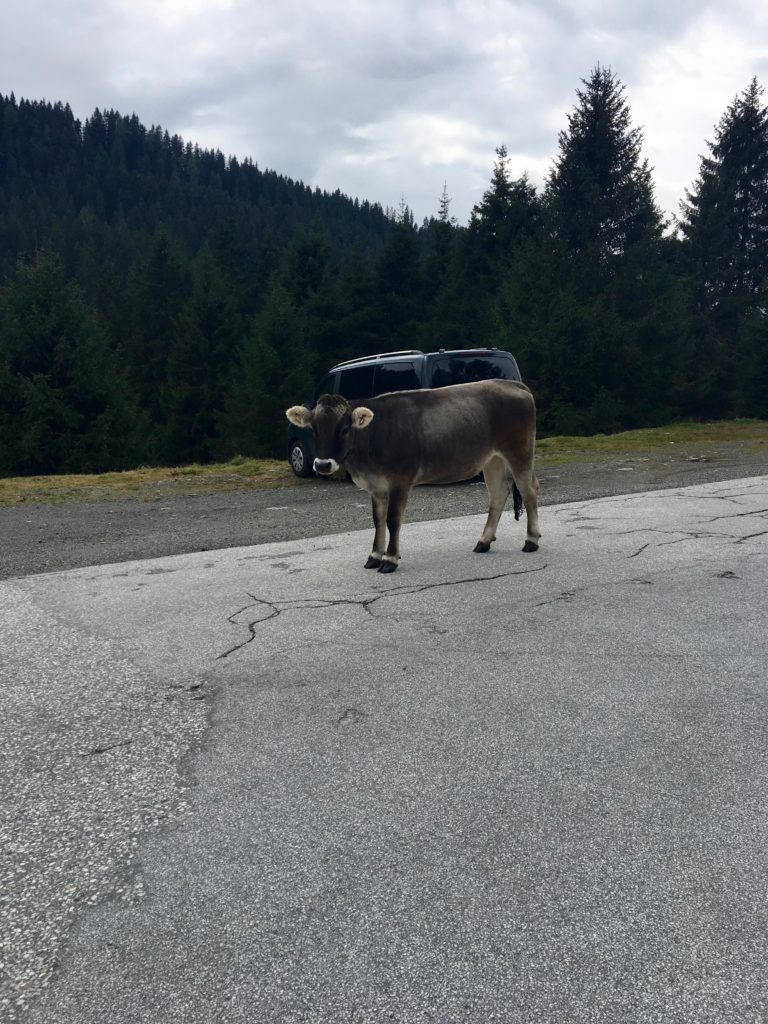 A cute baby cow blocking the road on our way to Gerlos