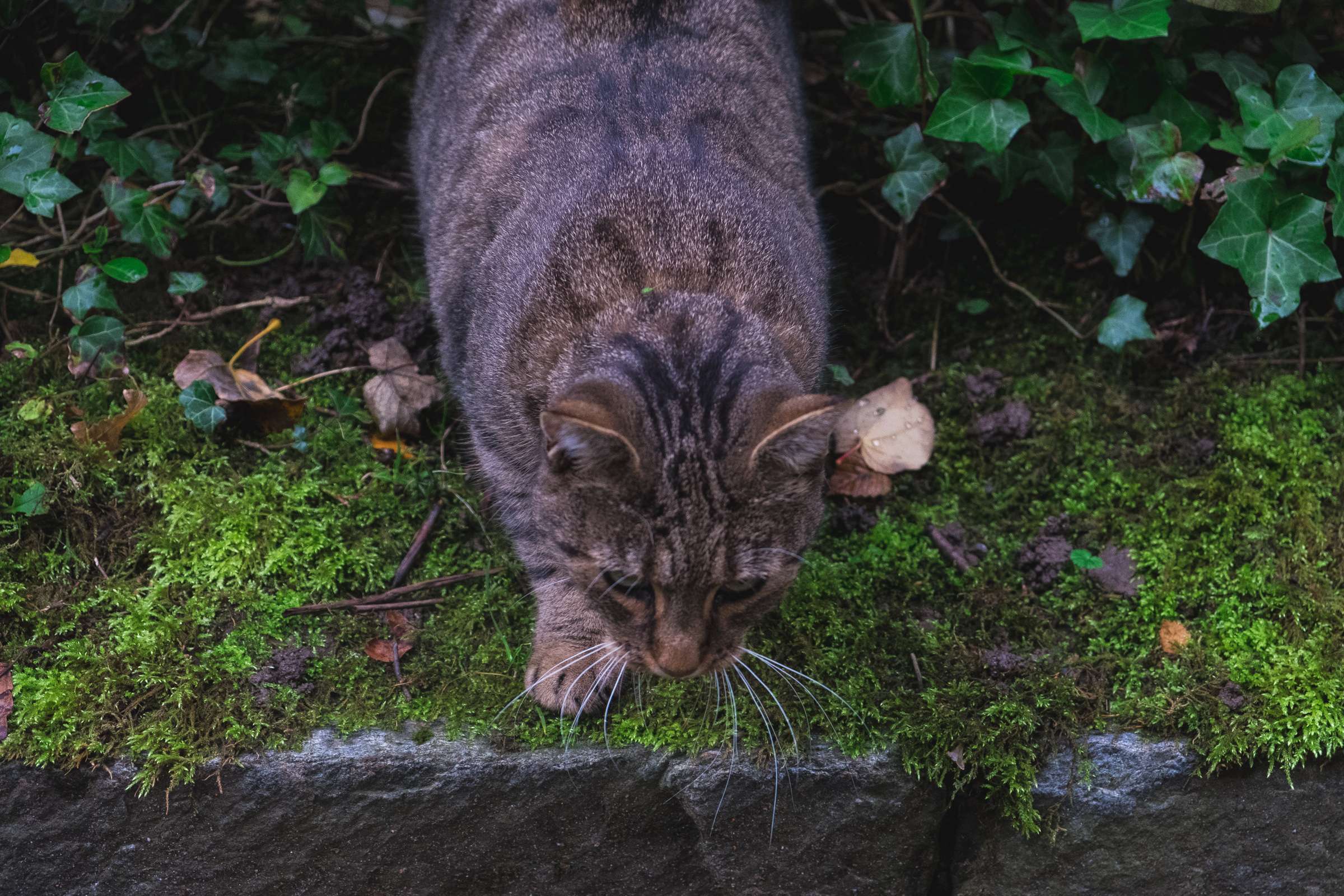 Cute grey cat in St. Gallen