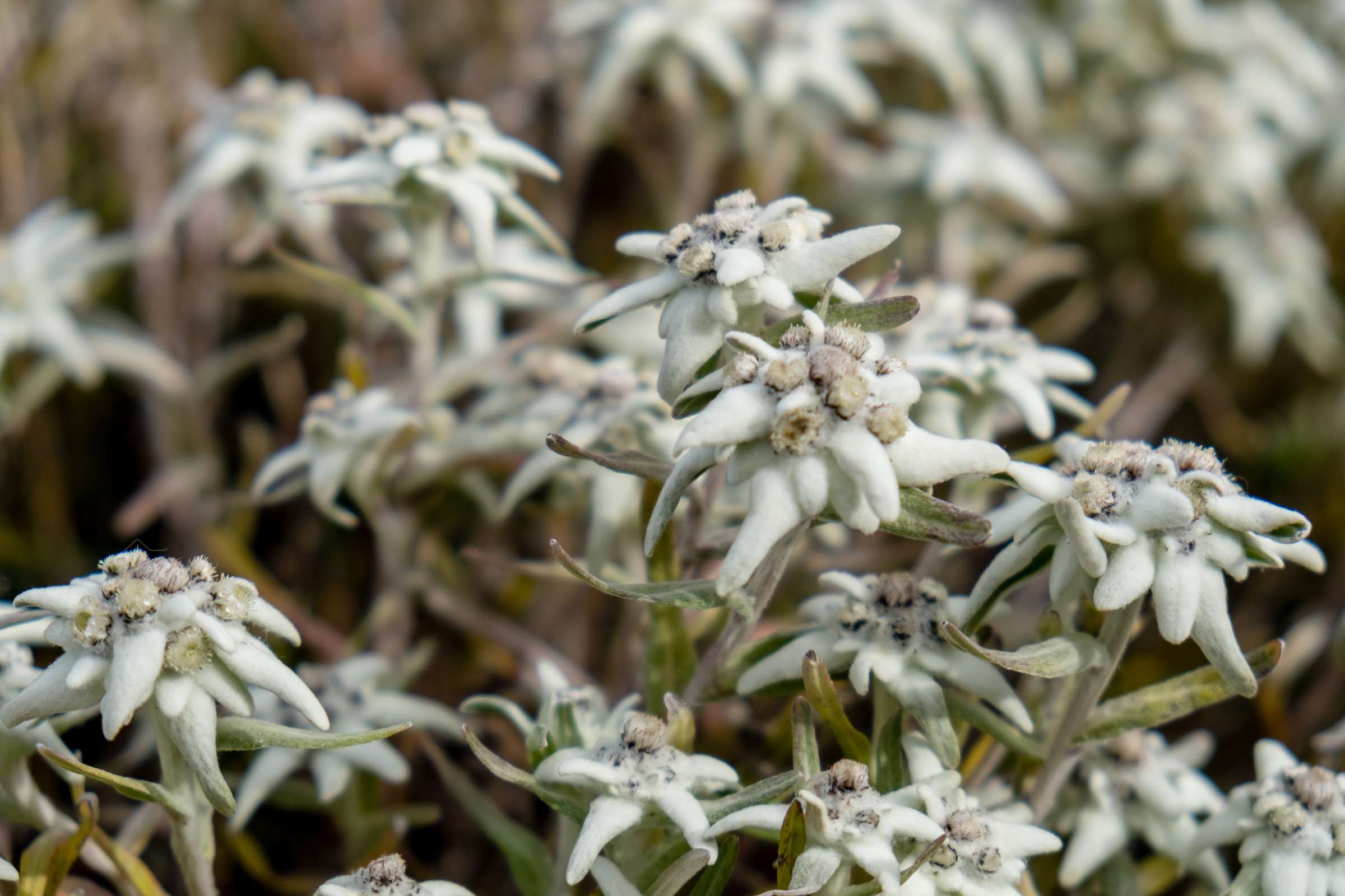 The famed Austrian edelweiss at the top of Lamsenjoch