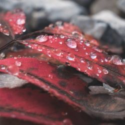 A close up shot of water droplets on a red decaying leaf