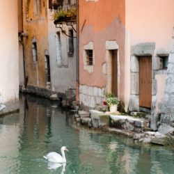 A swam on the canal in front of cute houses