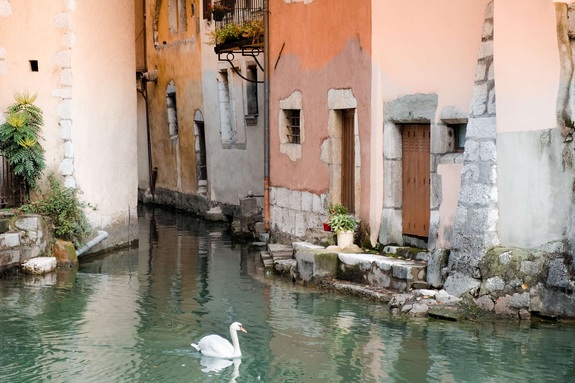 A swam on the canal in front of cute houses