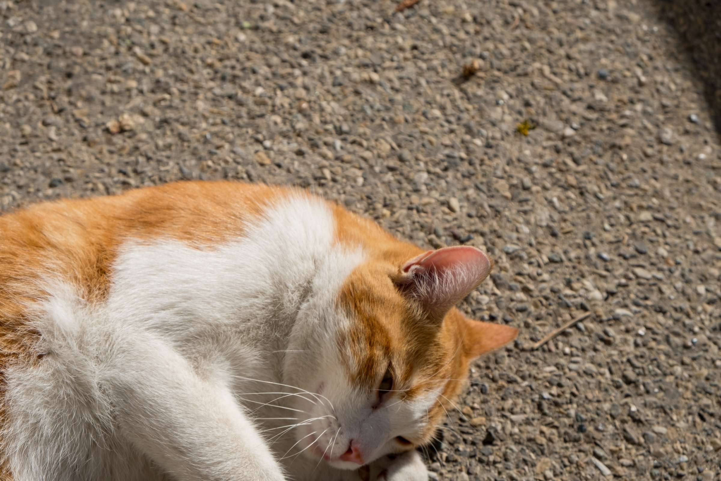 Cute ginger cat rolling on the floor