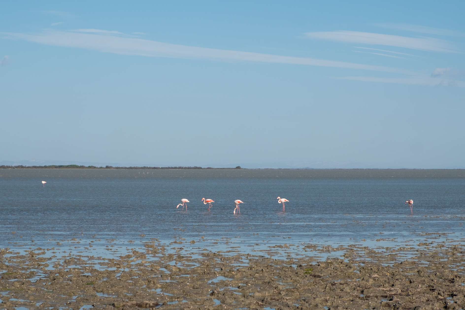 Flamingoes in the Camargue