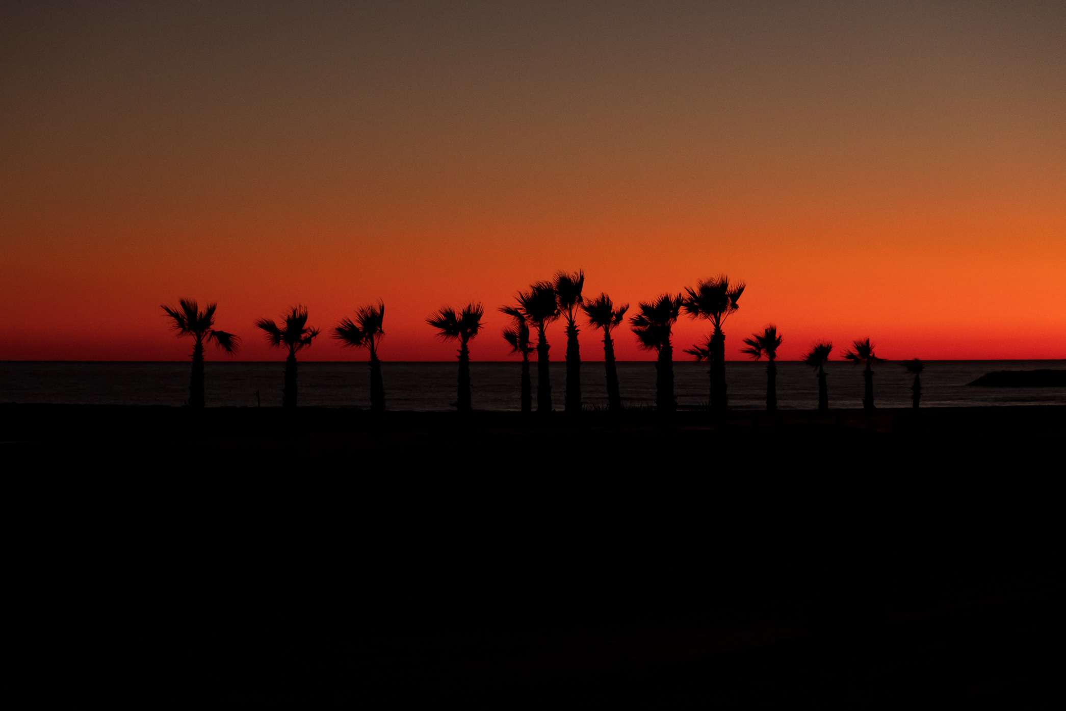 Palm trees in the twilight