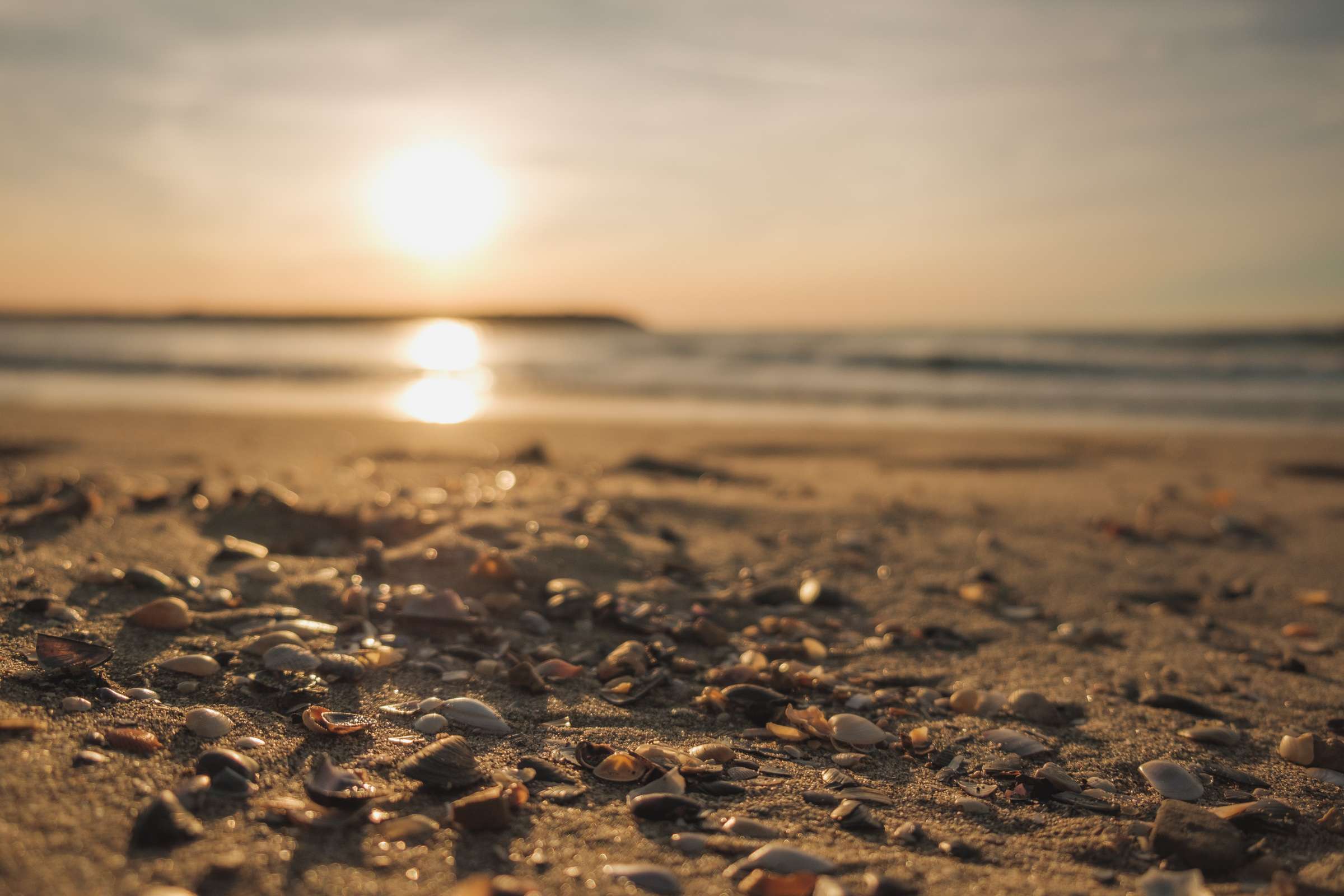 Shells on the Camargue beach during sunrise