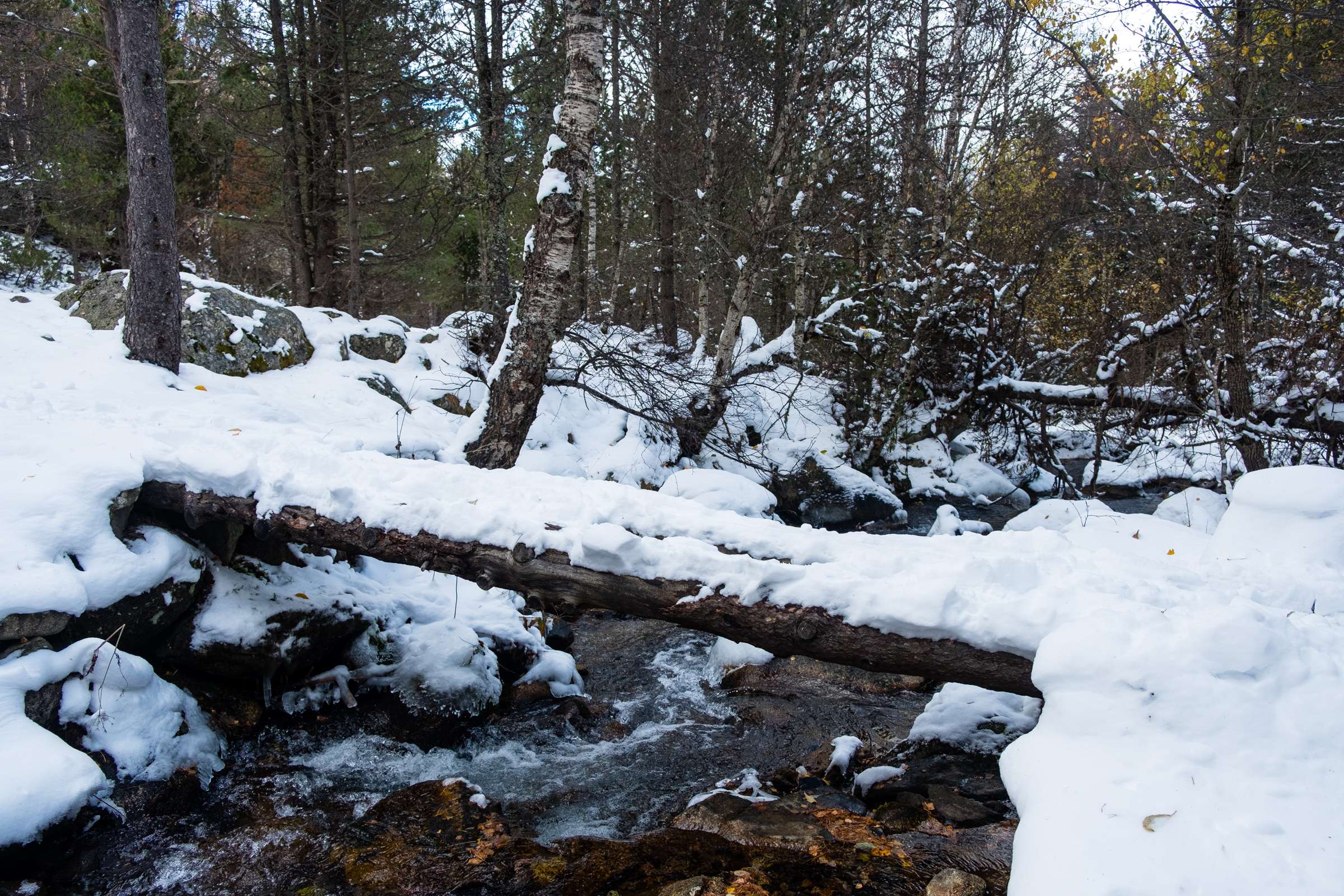 Snow tree trunk bridge crossing a river in the woods near Espot