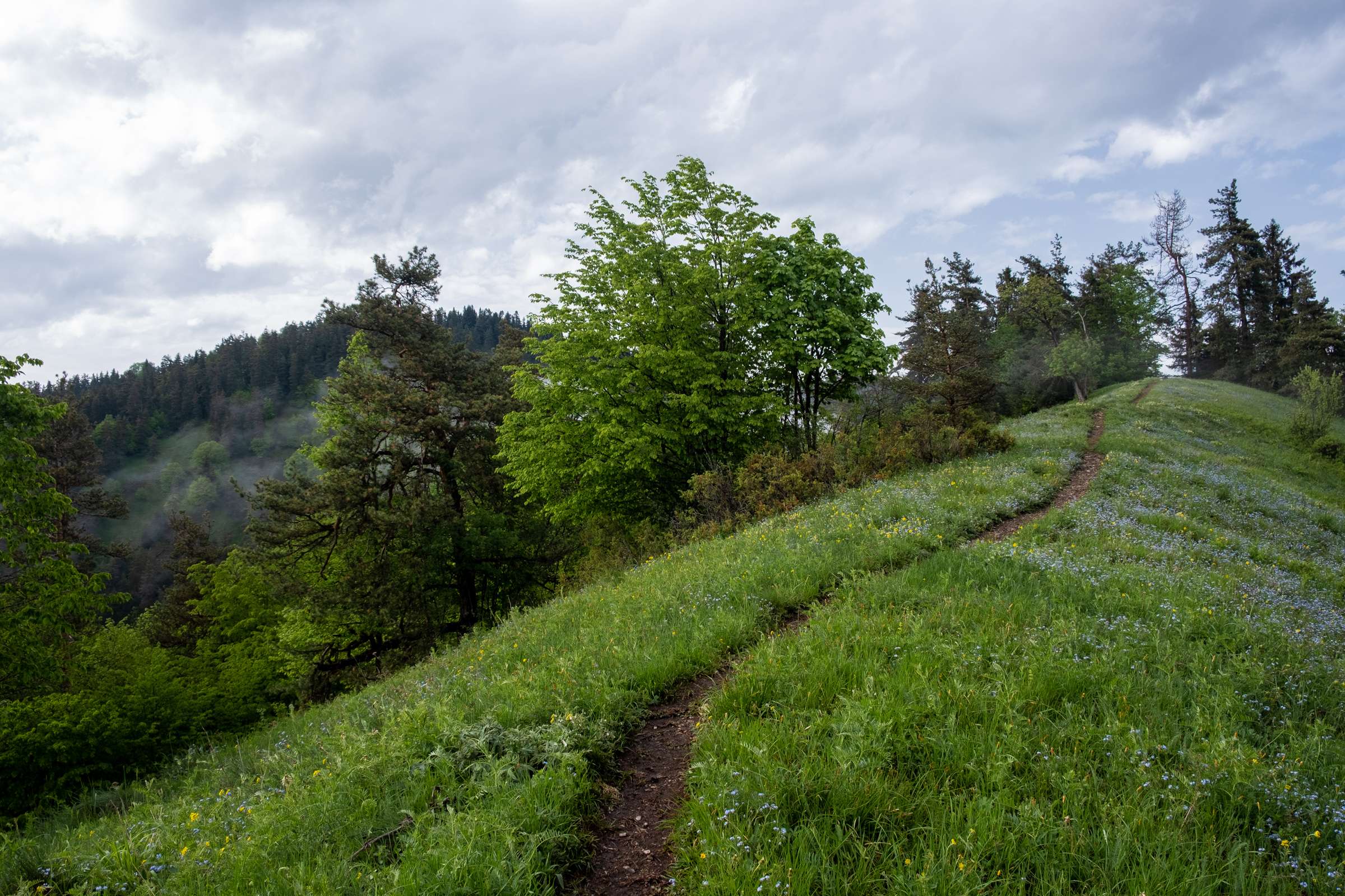 Footprint trail, Borjomi National Park, Samtskhe-Javakheti