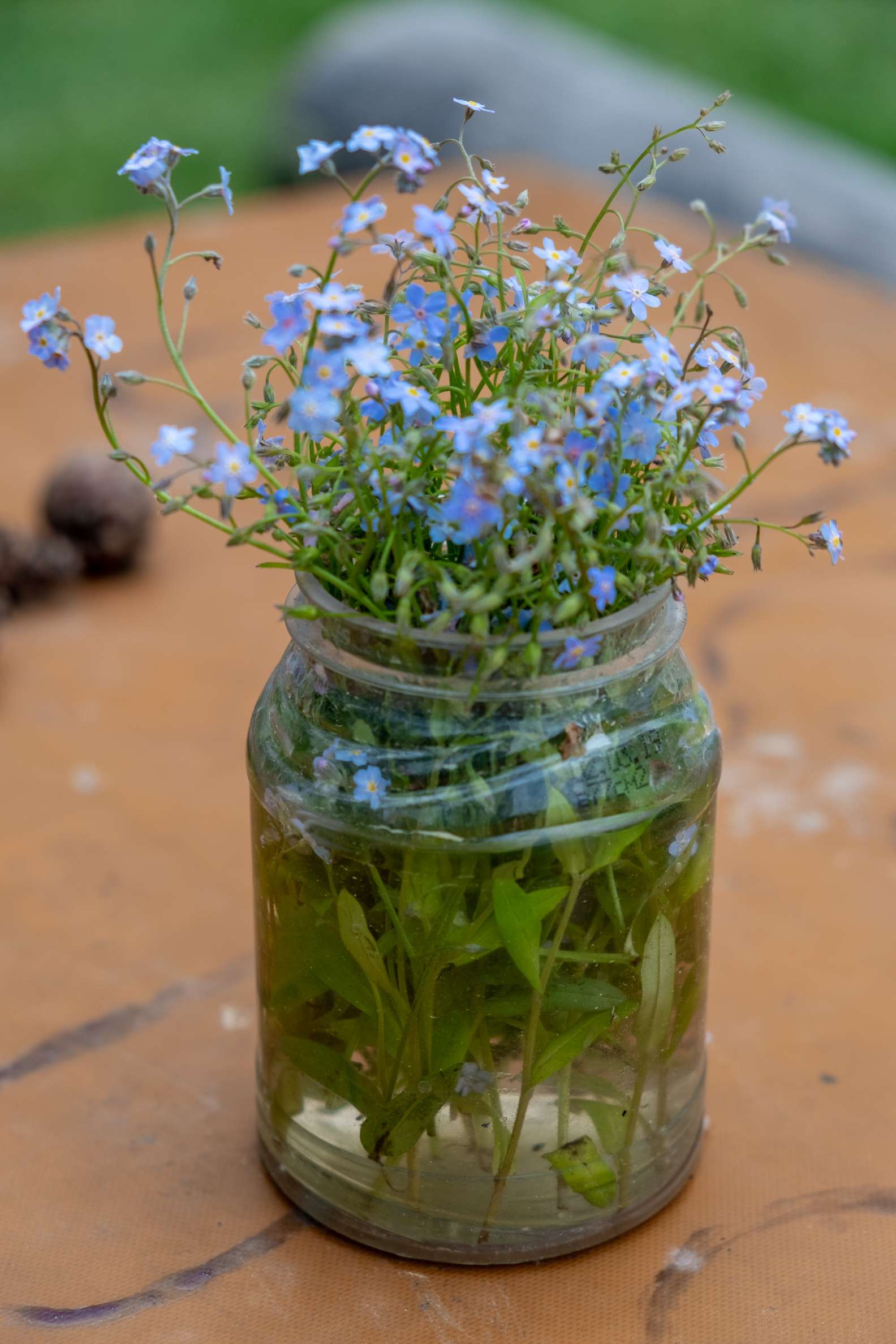 A jar with blue wildflowers someone put on the table at the picnic area in Borjomi National Park