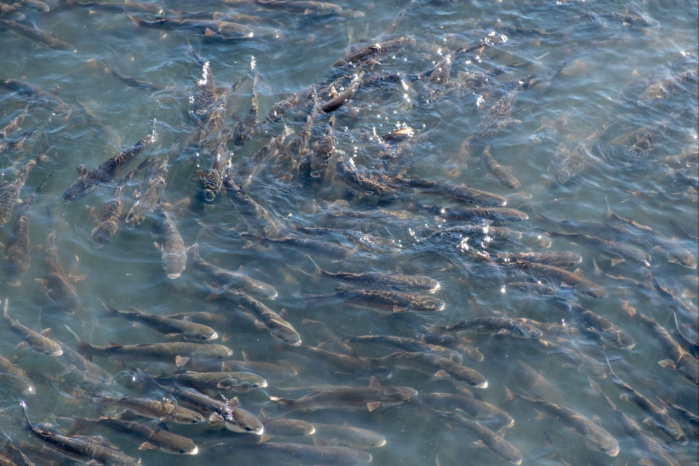 Fish at Porto Ribeira