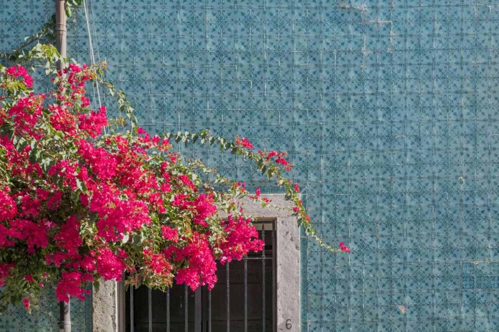 Blue tiles and pink flowers above a door in Lisbon