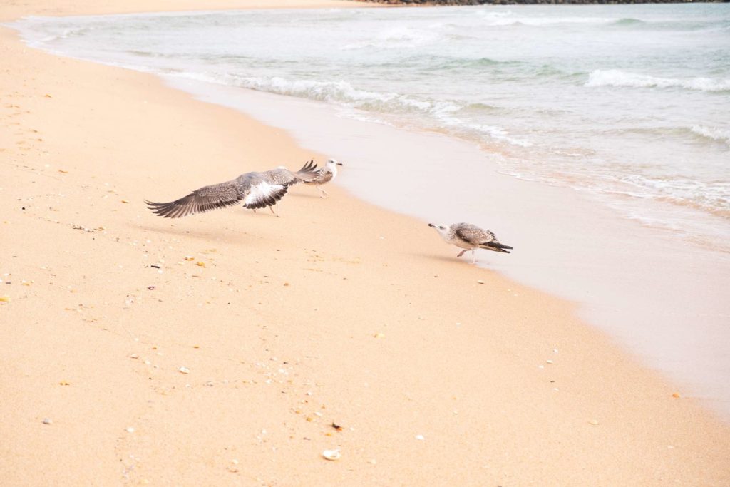 Fighting seagulls at Ilha Deserta (Deserted Island)