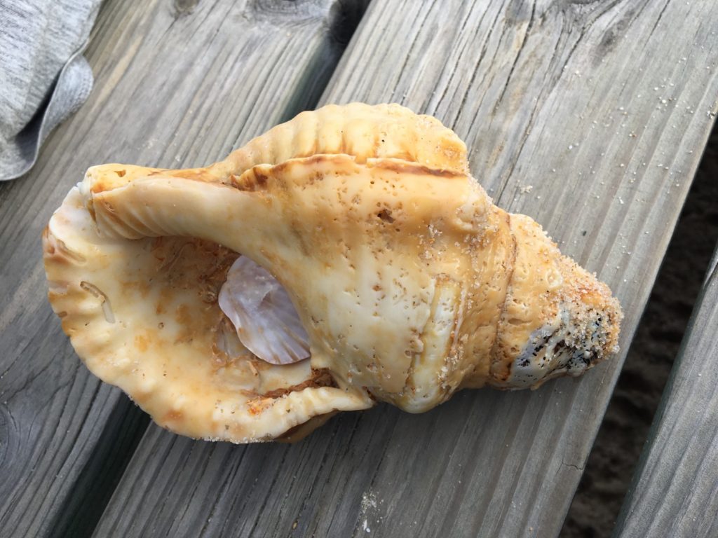 Huge shell from Ilha Deserta (Deserted Island)