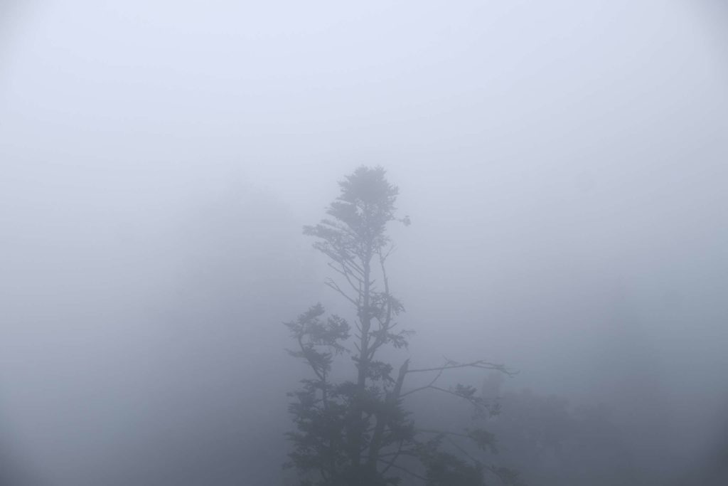 Lone tree top in the foggy forests of Sintra