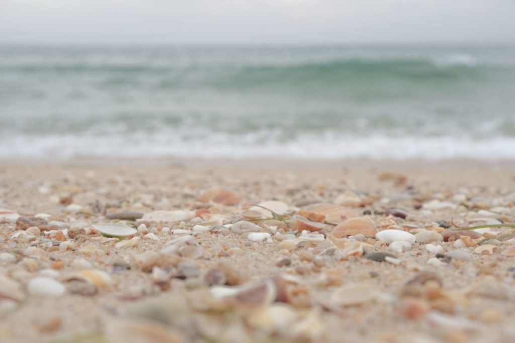 Shells on the beach at Ilha Deserta (Deserted Island)