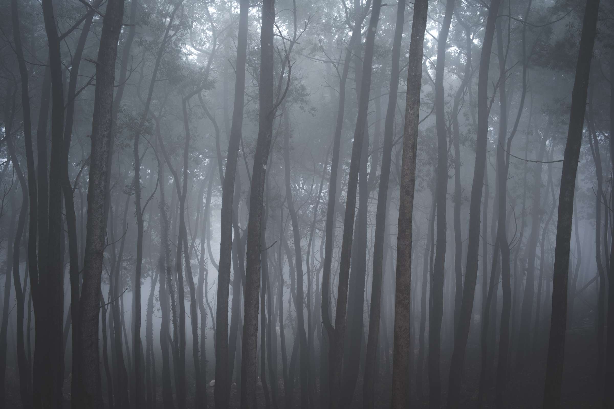 Super foggy forests of Sintra