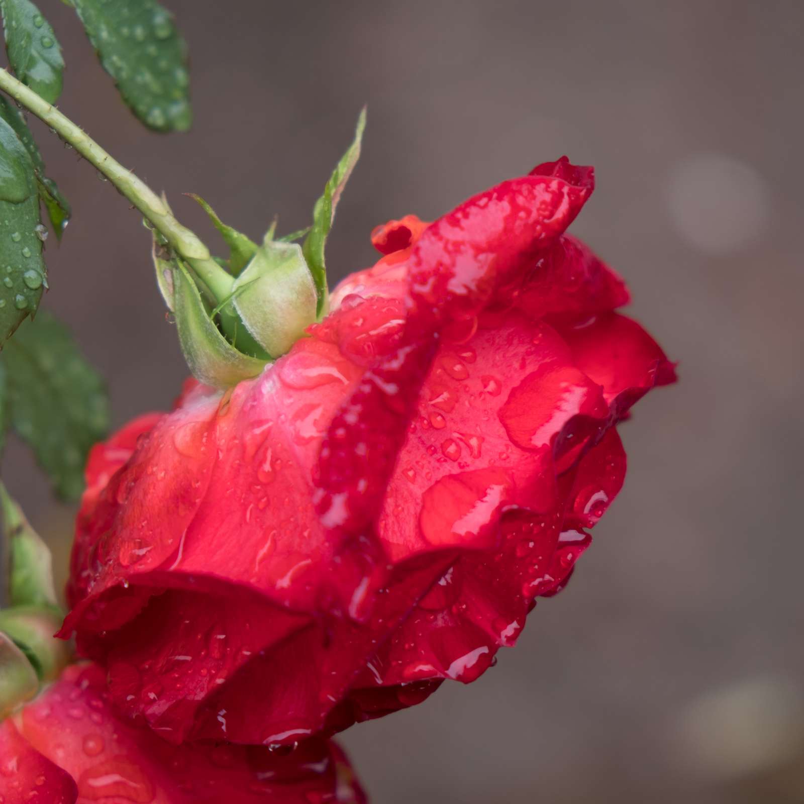 A wet red rose in the gardens of The Alhambra, Granada