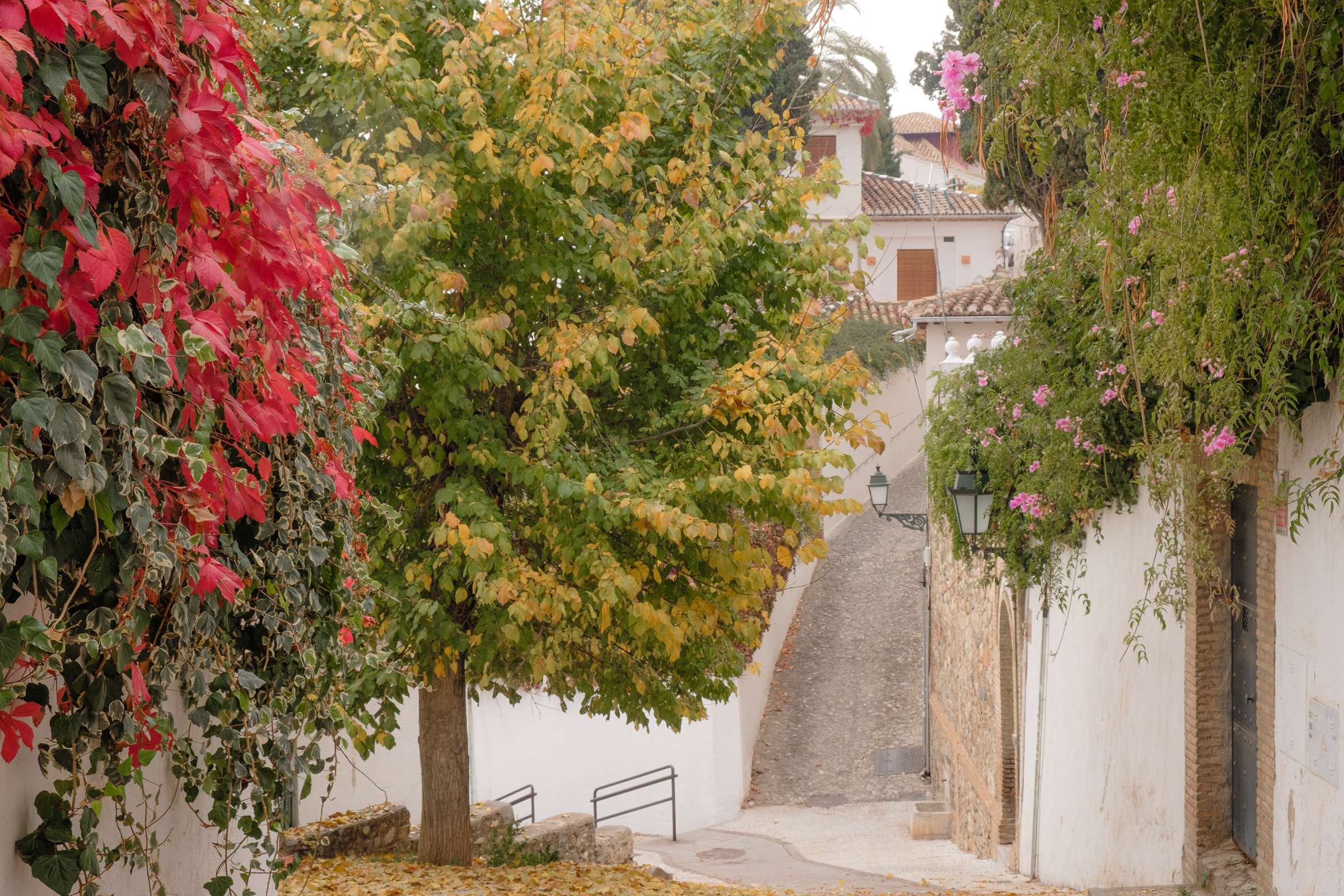 Autumn trees on a romantic cobbled street in Granada