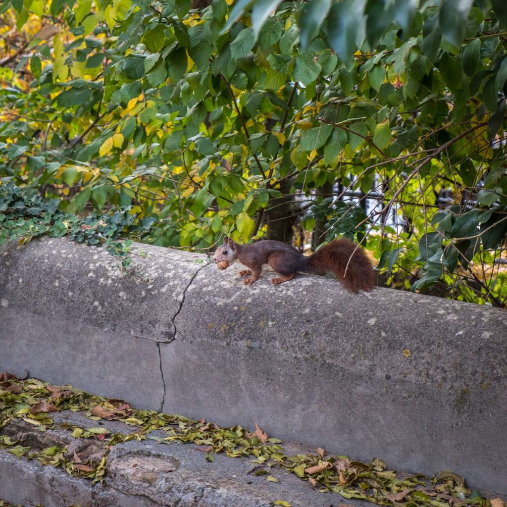 Carmen de los Mártires squirrel with a nut in it's mouth